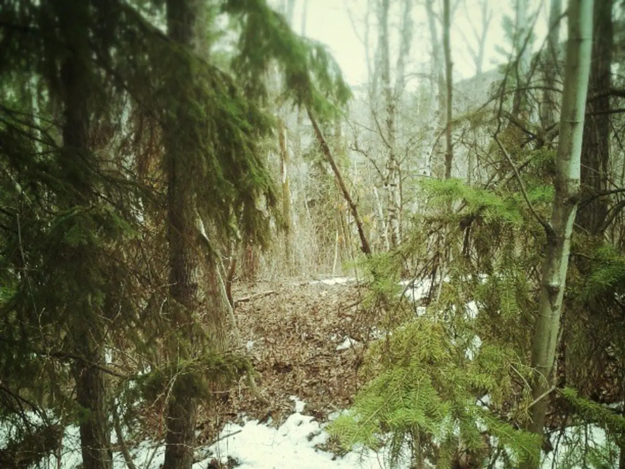 Forest Educator Advancement (March 2026) - Grade 3