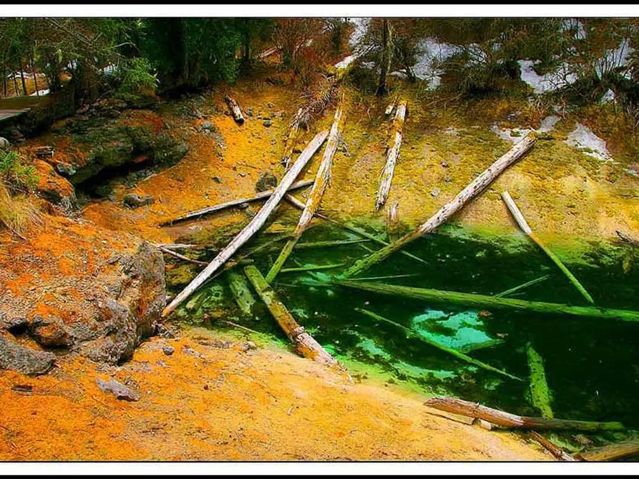 Iconic Charms of Bonsai Trees: A Celebration of Six Favorite Species