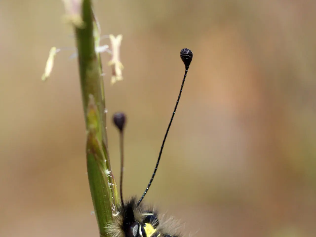 STEM Competition Involving Pokemon-Driven Projectile Launch