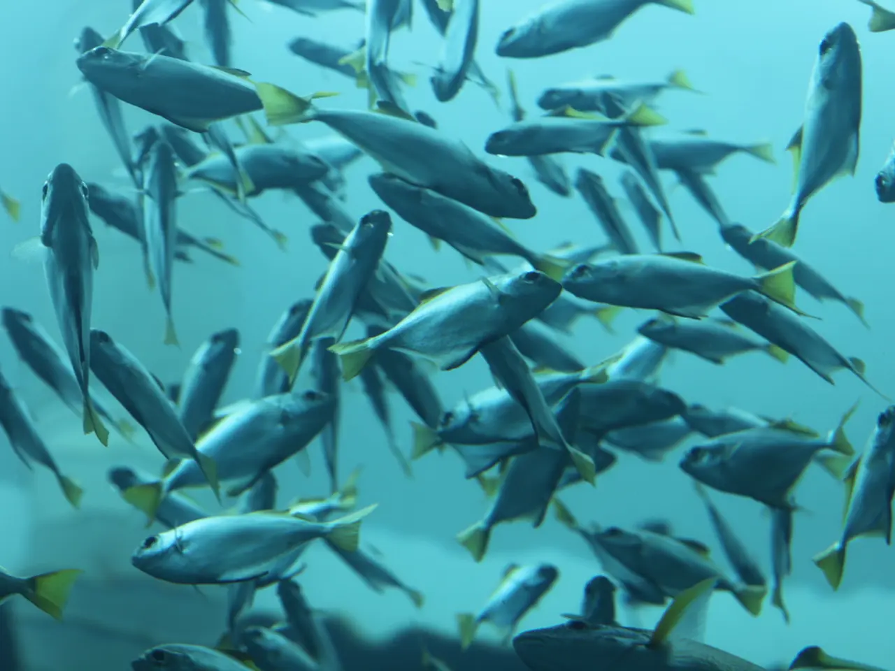 Swimming in the bathing lake, only Wels and his associates participate.
