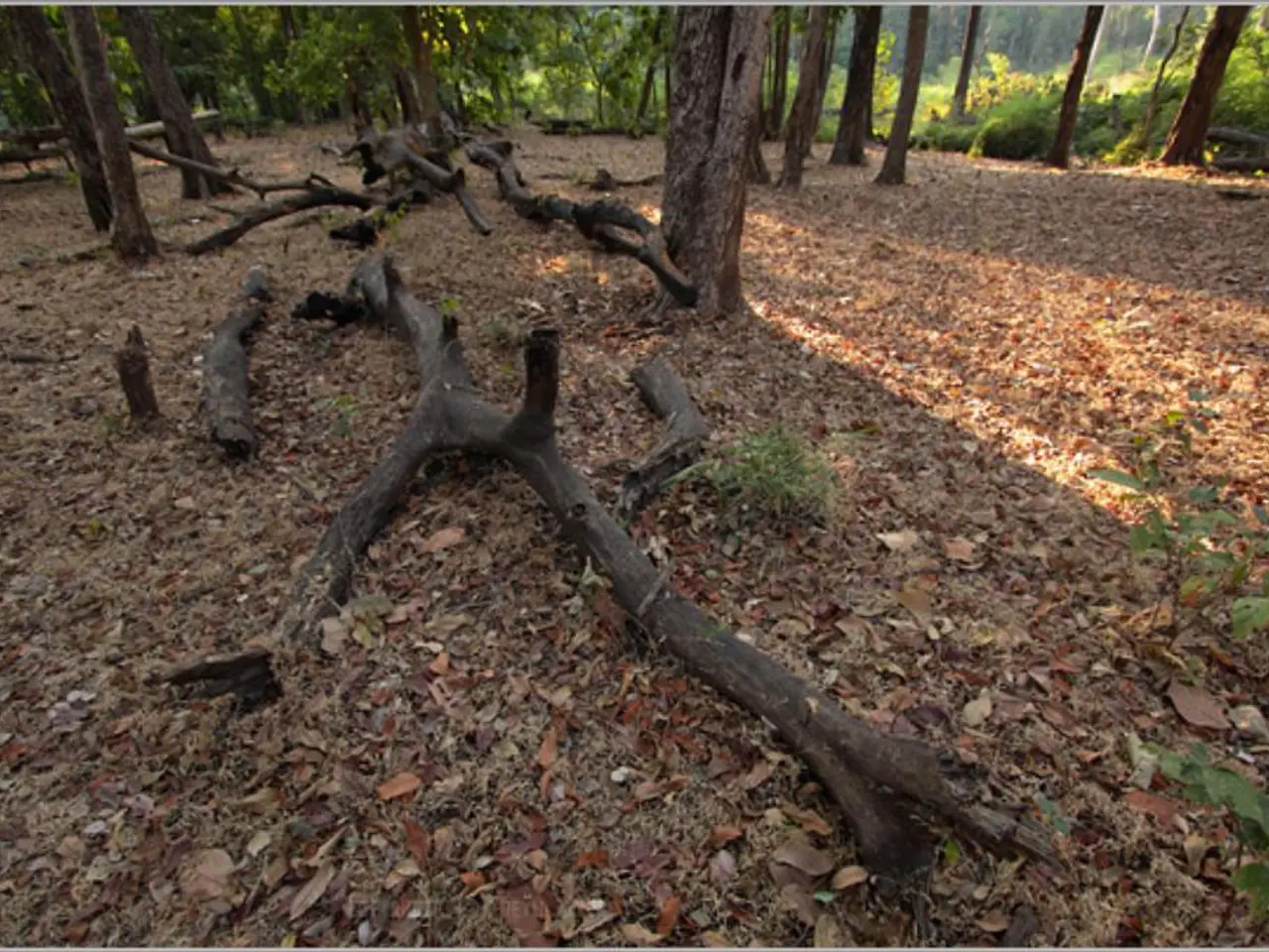 Trees in Borneo Communicate with One Another, Likely Discussing Human Activities