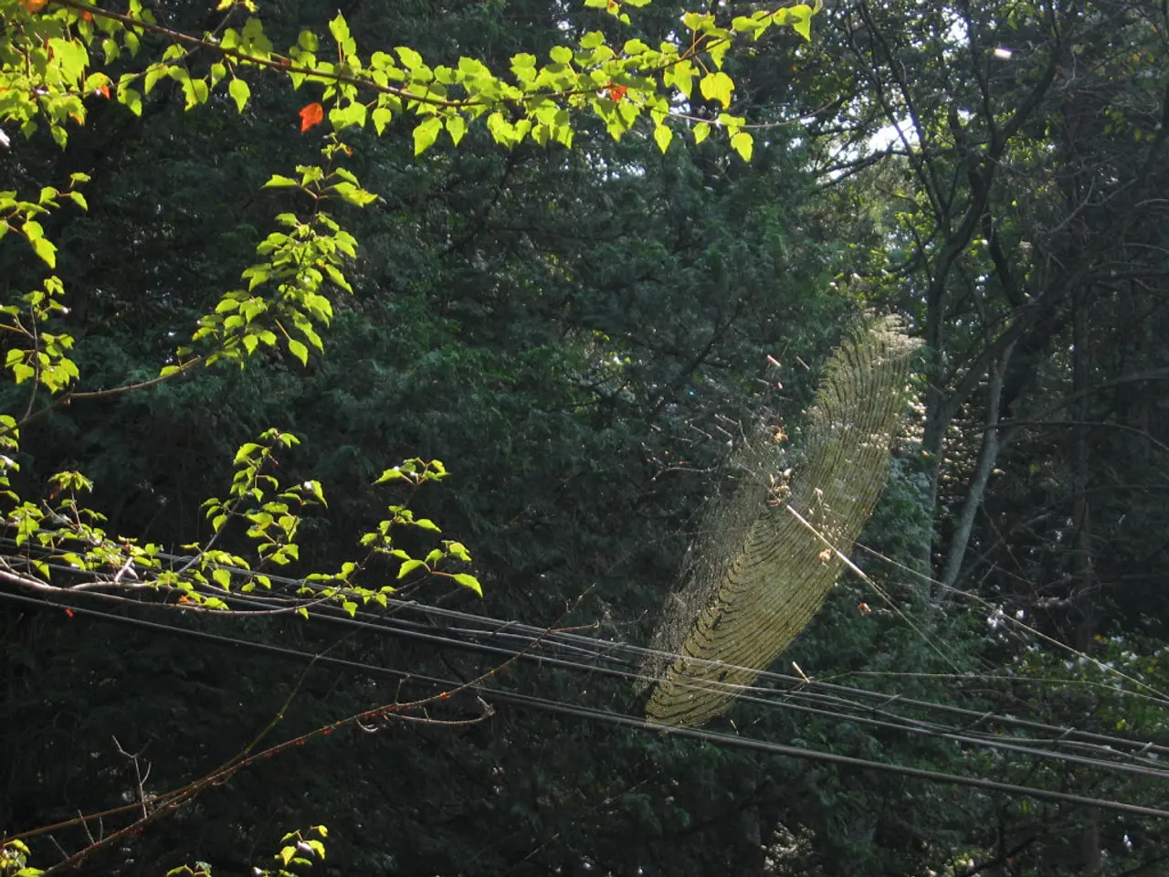 In this image we can see the web. We can also see some wires, trees and the sky.