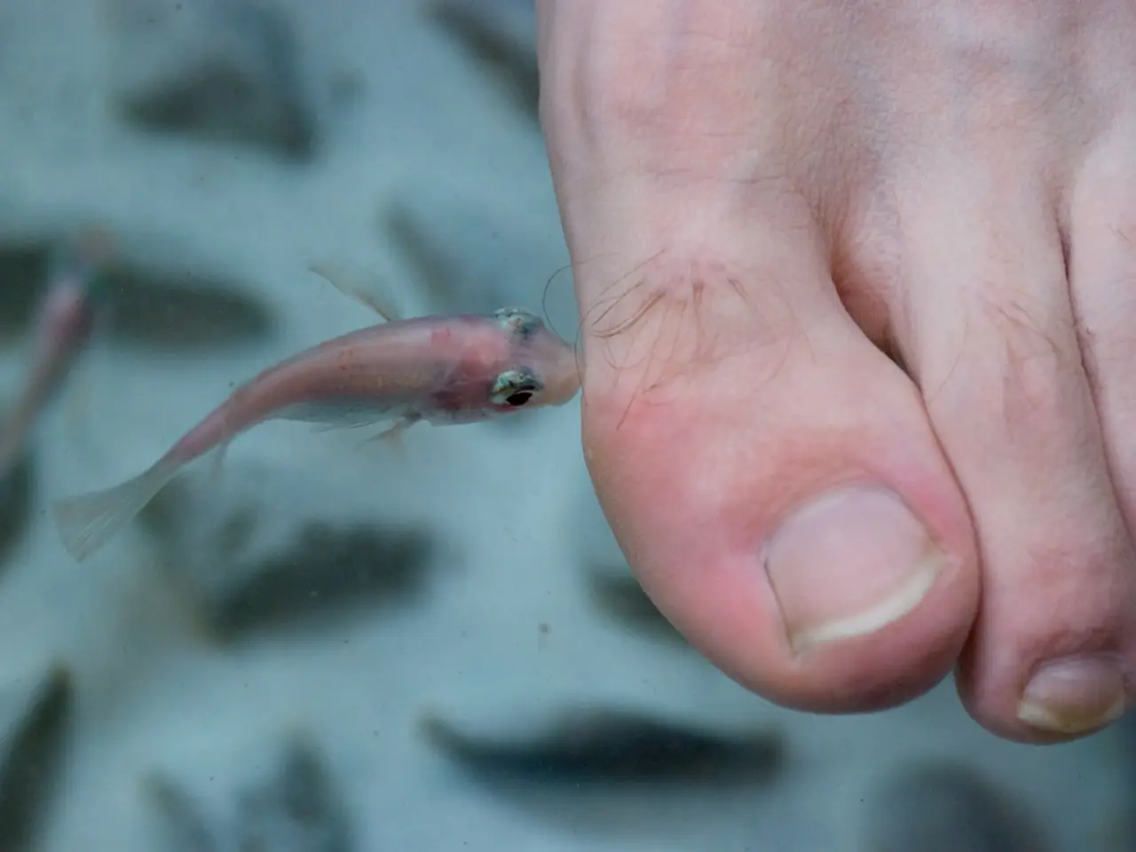 In this picture I can see two fishes on the left side, there is a human leg on the right side.