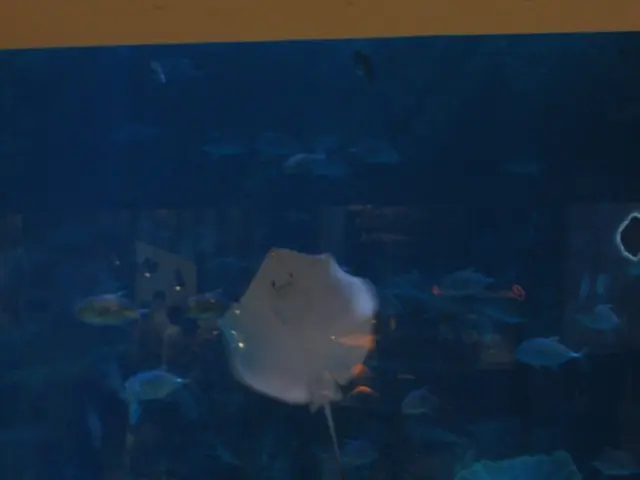 Announcement: Collaboration Between NOAA and the Association for the Initiation of Unique...