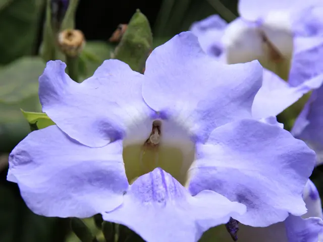 Conquer Your Morning Triumphantly!