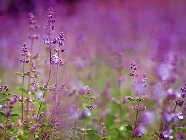 Enhancing physical and mental well-being through lavender: unveiling its advantages for haircare