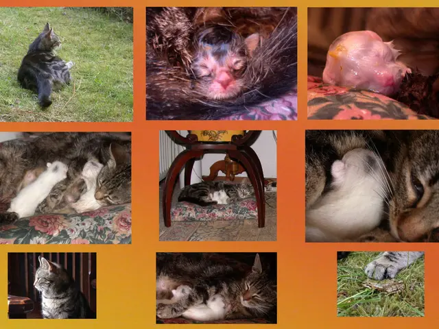 Career Event AniCura Career Days NRW Successfully Advances to Third Installment