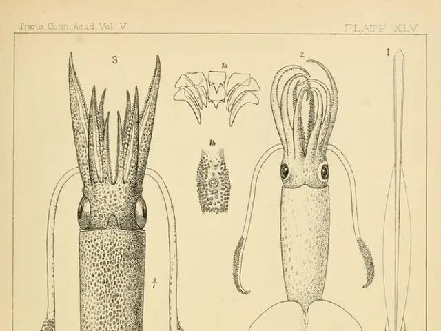 Reptilian evolutionary history redefined with discovery of rare "Wondersaurus" fossil