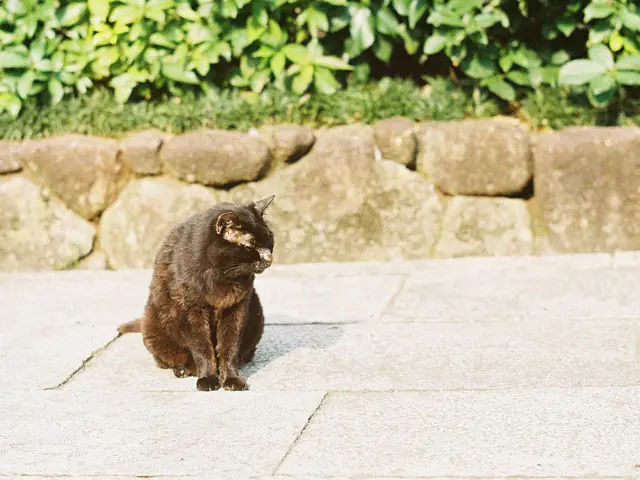 Best Petunia Fertilizer: A Guide for Optimal Growth