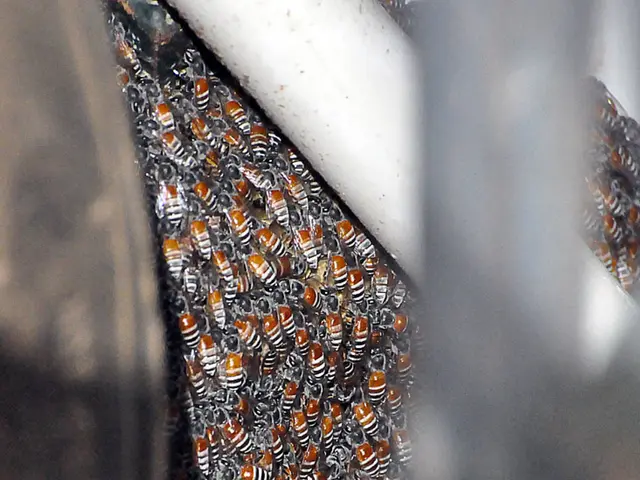 Economic Analysis of Honey: Exploring Its Significance and Value Throughout History and...