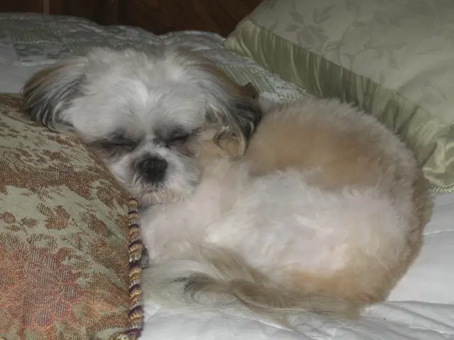 Dogs exhibit aggressive behavior.