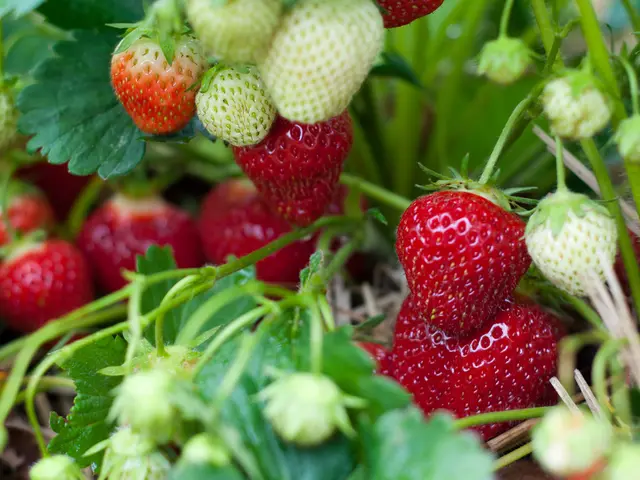 Expanding their robotic workforce, TRIC Robotics prepares to heavily invest in spreading robots...