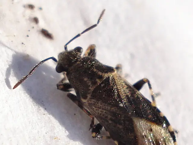 Radioactive Wasp Colony Discovered Within American Nuclear Plant Amplifies Safety Concerns