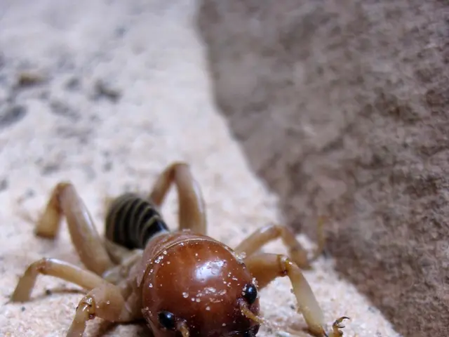 Unusual Abode Constructors: Caddisfly Larvae, Creating Sand and Shell Homes