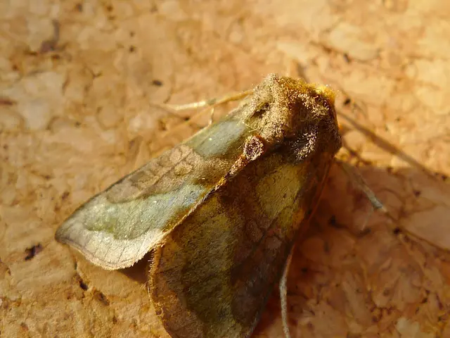 Creating manuals for pinpointing moth species