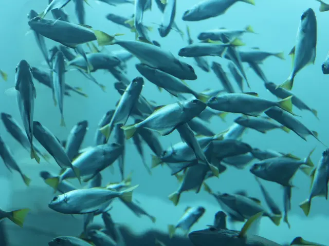 Swimming in the bathing lake, only Wels and his associates participate.