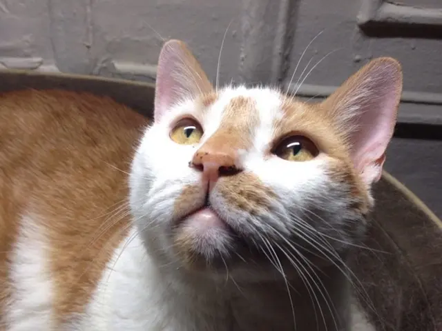 Upsssc PET Registration for the year 2025 is now available on upsssc.gov.in. Learn about the...