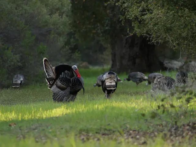 Turkey's R&D expenditure surpasses the EU average, with a focus on university-based research.