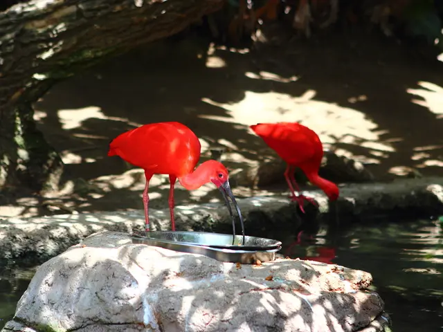 Qualifications Needed for Admission to the IB Program (2025 Admissions Guide)