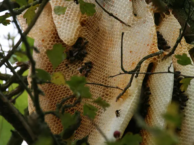 Guide for Aiding Bumble Bees: Actively Contributing to Pollinator Conservation