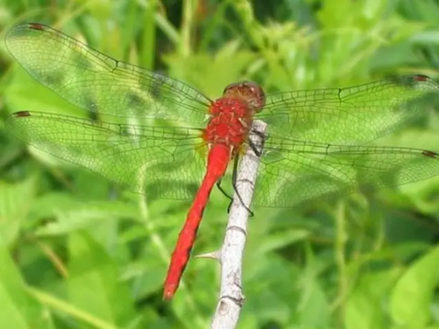 The Telephone Conversation of The Fly